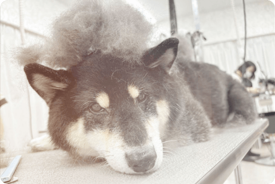 ドッグケアイメージ