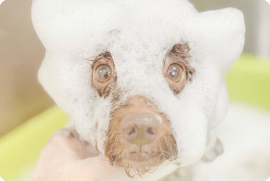 シャンプーのイメージ