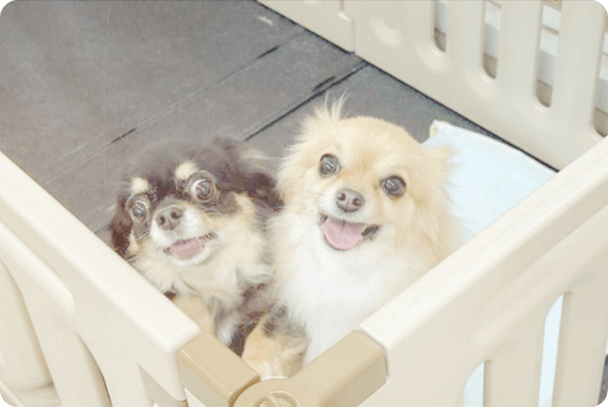 嬉しそうな犬のイメージ